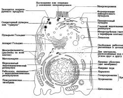 Строение клеток эукариот